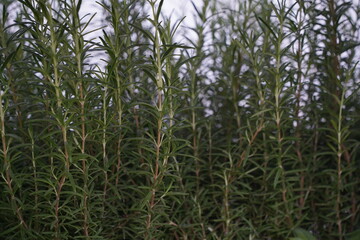 Obraz premium Rosemary bushes in pots at the exhibition-sale.