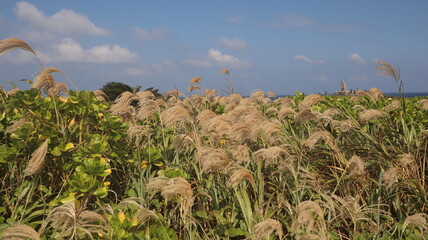 Reed, landscape, background
