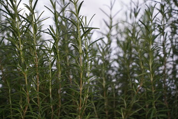 Fototapeta premium Rosemary bushes in pots at the exhibition-sale.