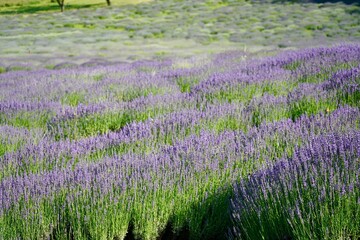 Pannonhalma Hungary 2022 June
