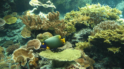 Fototapeta na wymiar Aquariums, tropical fish, water plants