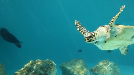Fototapeta na wymiar Sea turtles, aquariums, Chelonioidea