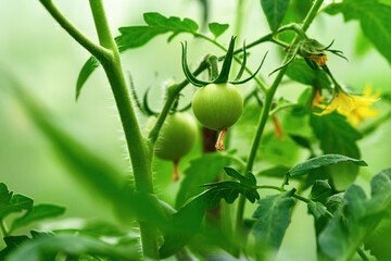 Green tomatoes hang in a greenhouse in the garden. The harvest in the fall