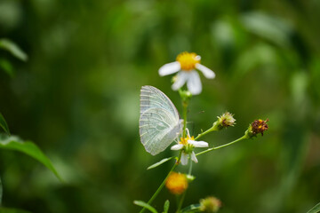 Butterfly on daisy flower