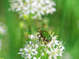 韮の花粉を食べるコアオハナムグリ