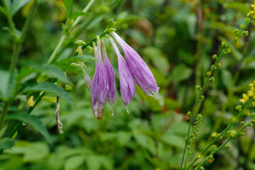 雨に濡れるコバギボウシ