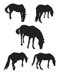 Horse Silhouette