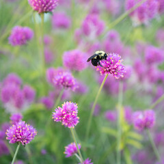 bee on a flower