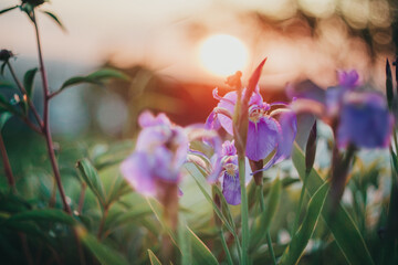 Sunset in the flower garden. Irises on the background of the setting sun.
