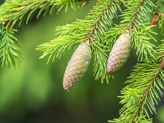 Young spruce cone with cured resin on a sunny morning in the forest. Copy space. Vertical image.