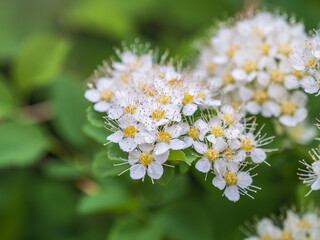 Spiraea chamaedryfolia or germander meadowsweet or elm-leaved spirea white flowers with green background.