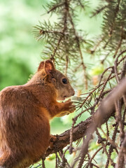 The squirrel with nut sits on a branches in the spring or summer.