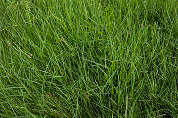 Green grass full frame
