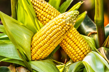 Cobs of juicy ripe corn in the field close-up. The most important agricultural crop in the world. Corn harvesting. Growing food. A bountiful harvest.