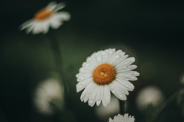 Rainy evening in a flower garden with daisies