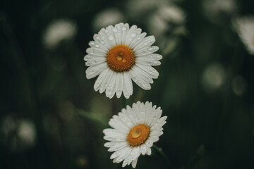 Rainy evening in a flower garden with daisies