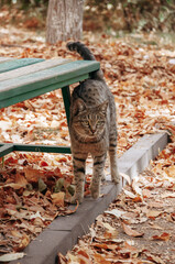 Gray striped cat for a walk in the autumn park.
