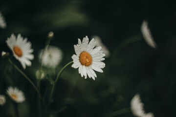 Rainy evening in a flower garden with daisies