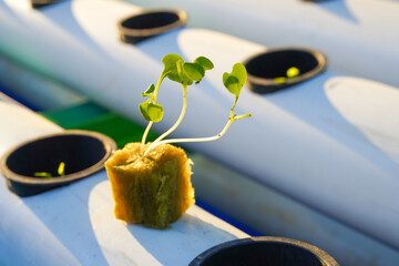 Hydroponic mustard seeds using rockwool planting media with a hydroponic pipe as a background. 