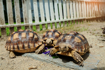 three Sucata tortoise on the ground