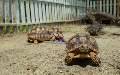 three Sucata tortoise on the ground