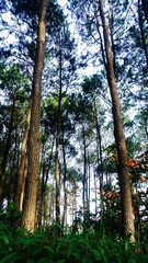 Beautiful fresh green pine forest