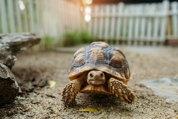 Sucata tortoise on the ground