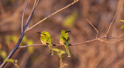 The colors of a little bee-eater perched on a branch in a tree