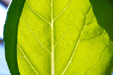 Pak choy leaf macro photo. Mustard leaf closeup photo. Green leaf macro. Green leaf texture