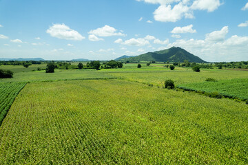 high angle view of farm, grow plants, nice landscape