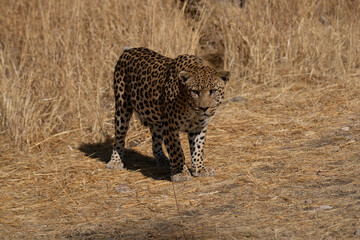 leopard in the African savannah waiting for prey Namibia.