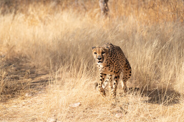 cheetah in the African savannah waiting for prey Namibia.