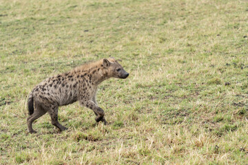 Hyena, detail portrait. Spotted hyena, Crocuta crocuta, angry animal near the water hole, dark forest with trees. Animal in nature, Okavango, Botswana. Wildlife Africa.