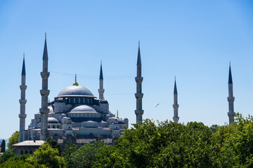 Fototapeta na wymiar Landscape of Istanbul with the Blue Mosque on a clear and sunny day with a seagull flying overhead