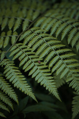 close-up photo of green ferns