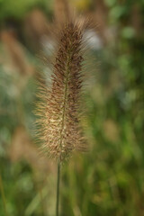 Blue Buffel Grass