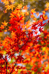 紅葉＿ボケイメージ＿６