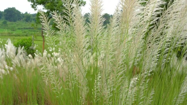Beautiful white kash or kans grass flower, Saccharum spontaneum, during durga puja festival