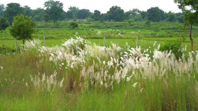 Beautiful white kash or kans grass flower, Saccharum spontaneum, during durga puja festival