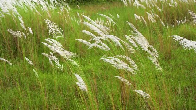 Beautiful white kash or kans grass flower, Saccharum spontaneum, during durga puja festival