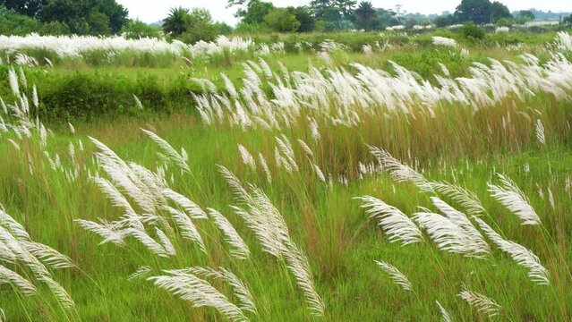 Beautiful white kash or kans grass flower, Saccharum spontaneum, during durga puja festival