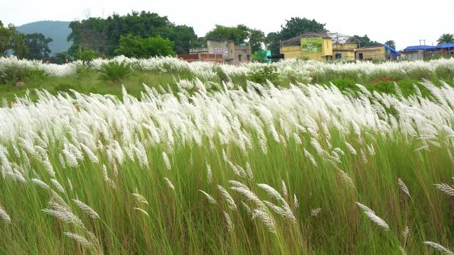 Beautiful white kash or kans grass flower, Saccharum spontaneum, during durga puja festival