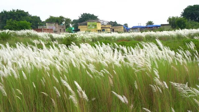 Beautiful white kash or kans grass flower, Saccharum spontaneum, during durga puja festival