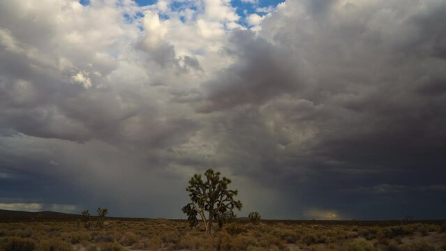 Torrential monsoon rains come to the Mojave Desert landscape - time lapse of a Joshua tree and the downpour in the distance