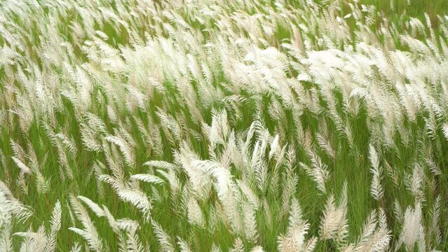Beautiful white kash or kans grass flower, Saccharum spontaneum, during durga puja festival