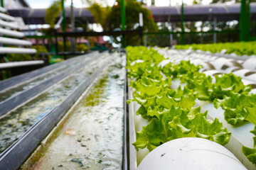 Hydroponics with the Nutrient Film Technique (NFT) system using PVC pipes and gutters. Healthy...