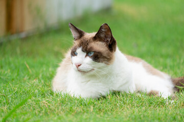 芝生に寝転ぶ地域猫