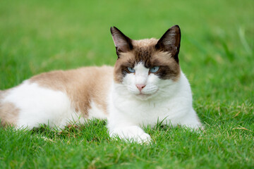 芝生に寝転ぶ地域猫