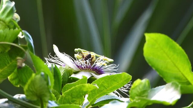 Bee flying over purple Passion flower collecting pollen