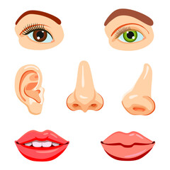 Educational vector set, parts of the face: eyes, nose, mouth, ear